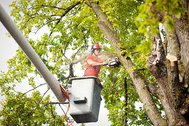 Waynesville, MO Tree Removal Company